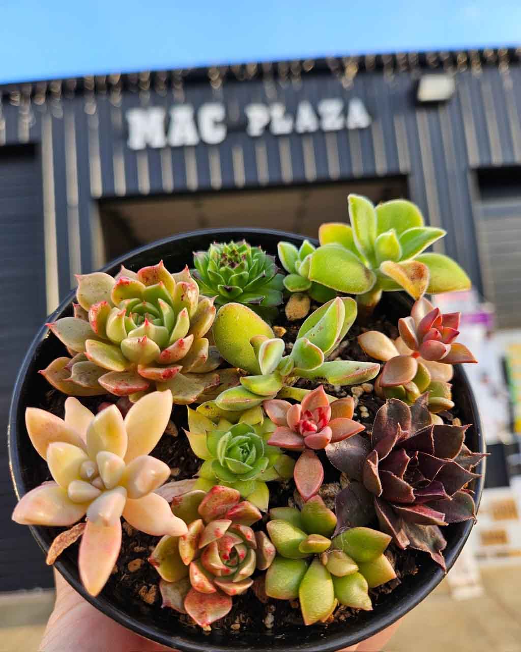 Mac Plaza plant for sale